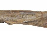 Fossil Hadrosaur (Edmontosaurus) Femur - South Dakota #211084-5